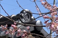 飯田市美術博物館の桜2021